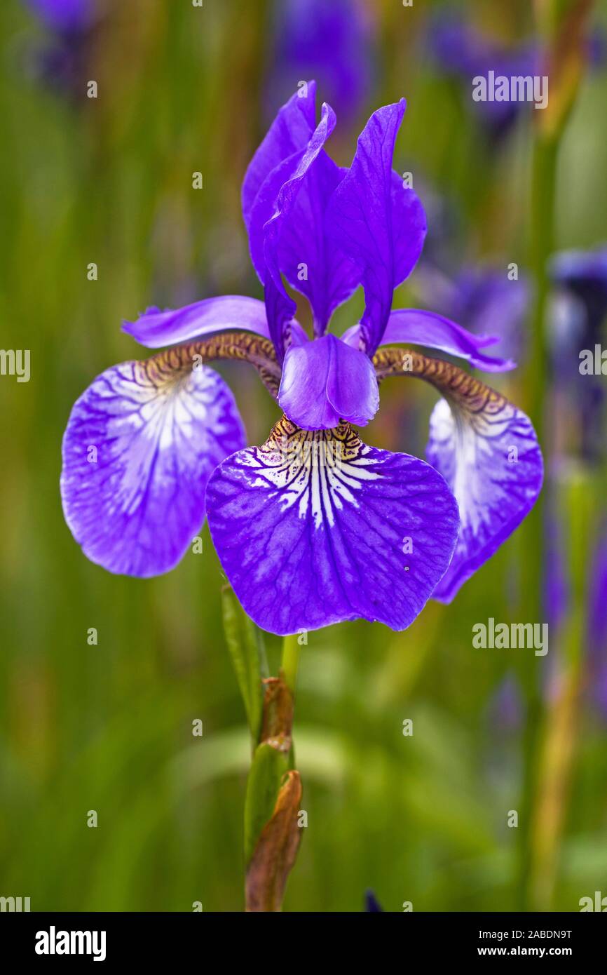 Sibirische Schwertlilie (Iris sibirica) Stock Photo