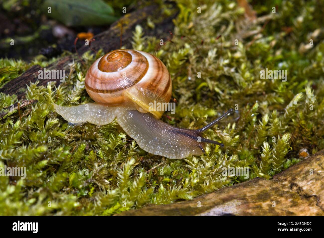 GartenBänderschnecke (Cepaea hortensis Stock Photo Alamy