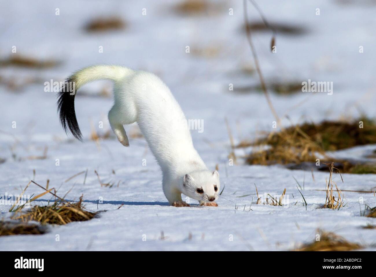 hermelin-mustela-erminea-im-winterfell-stock-photo-alamy