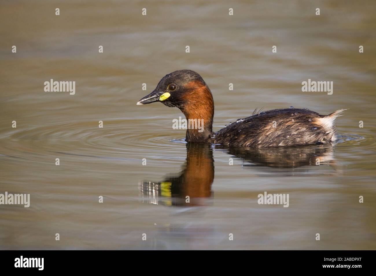 Zwergtaucher (Tachybaptus ruficollis) Stock Photo