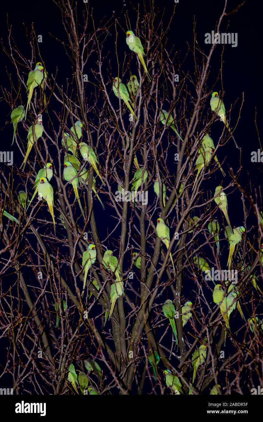 Halsbandsittiche (Psittacula krameri) an ihrem Schlafbaum Stock Photo