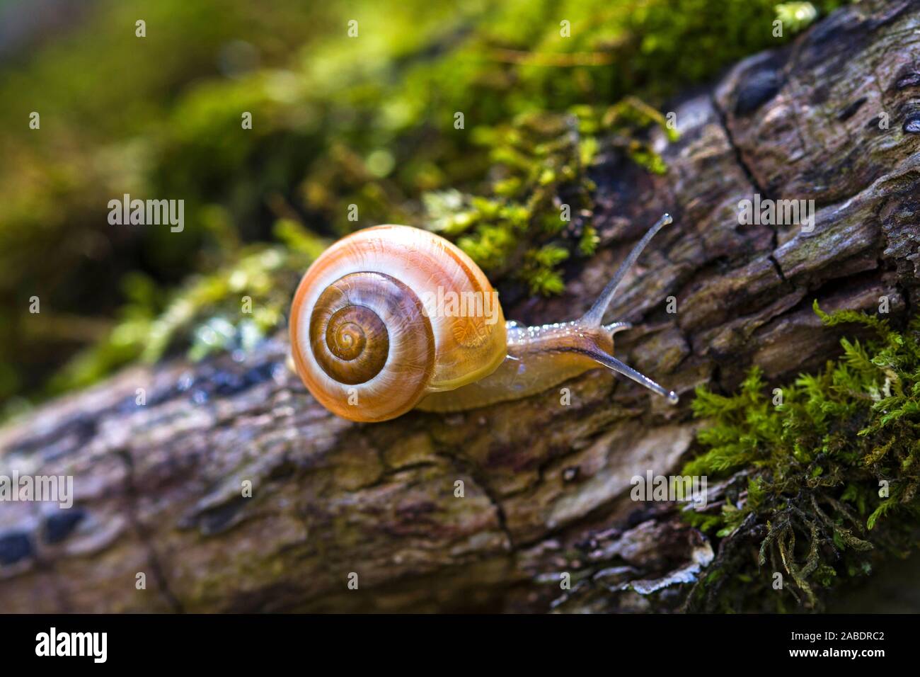 Garten Banderschnecke Cepaea Hortensis Stock Photo 334061954 Alamy