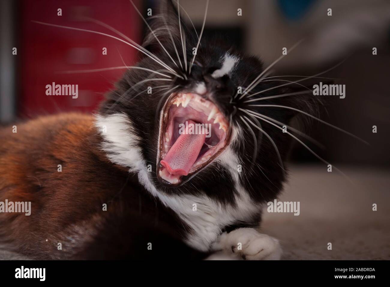 Inside Of A Cats Mouth High Resolution Stock Photography and Images Alamy