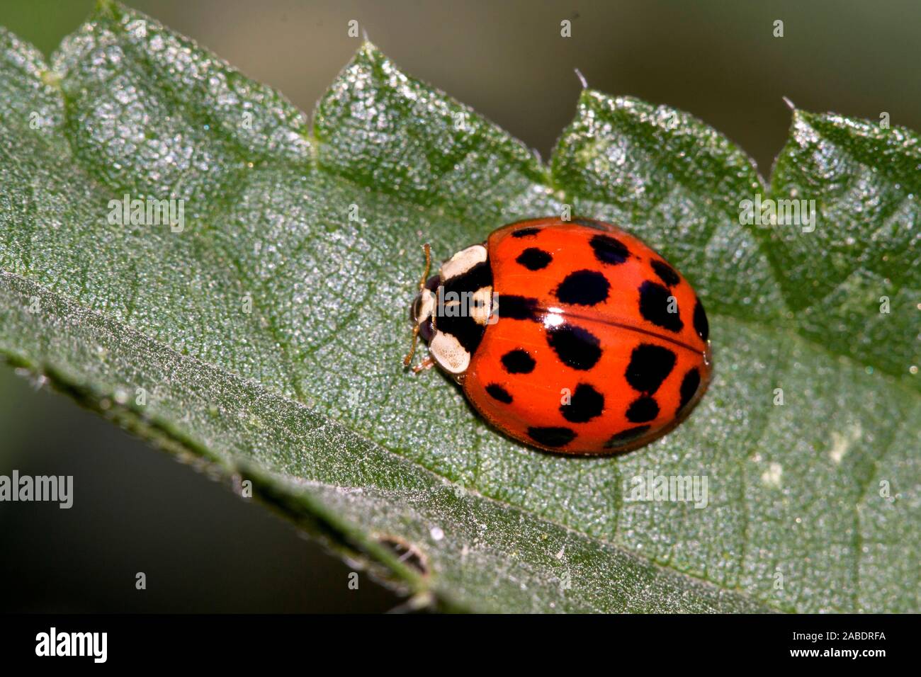 Harlekin-Marienkäfer, Asiatischer Marienkäfer  (Harmonia axyridis) Stock Photo