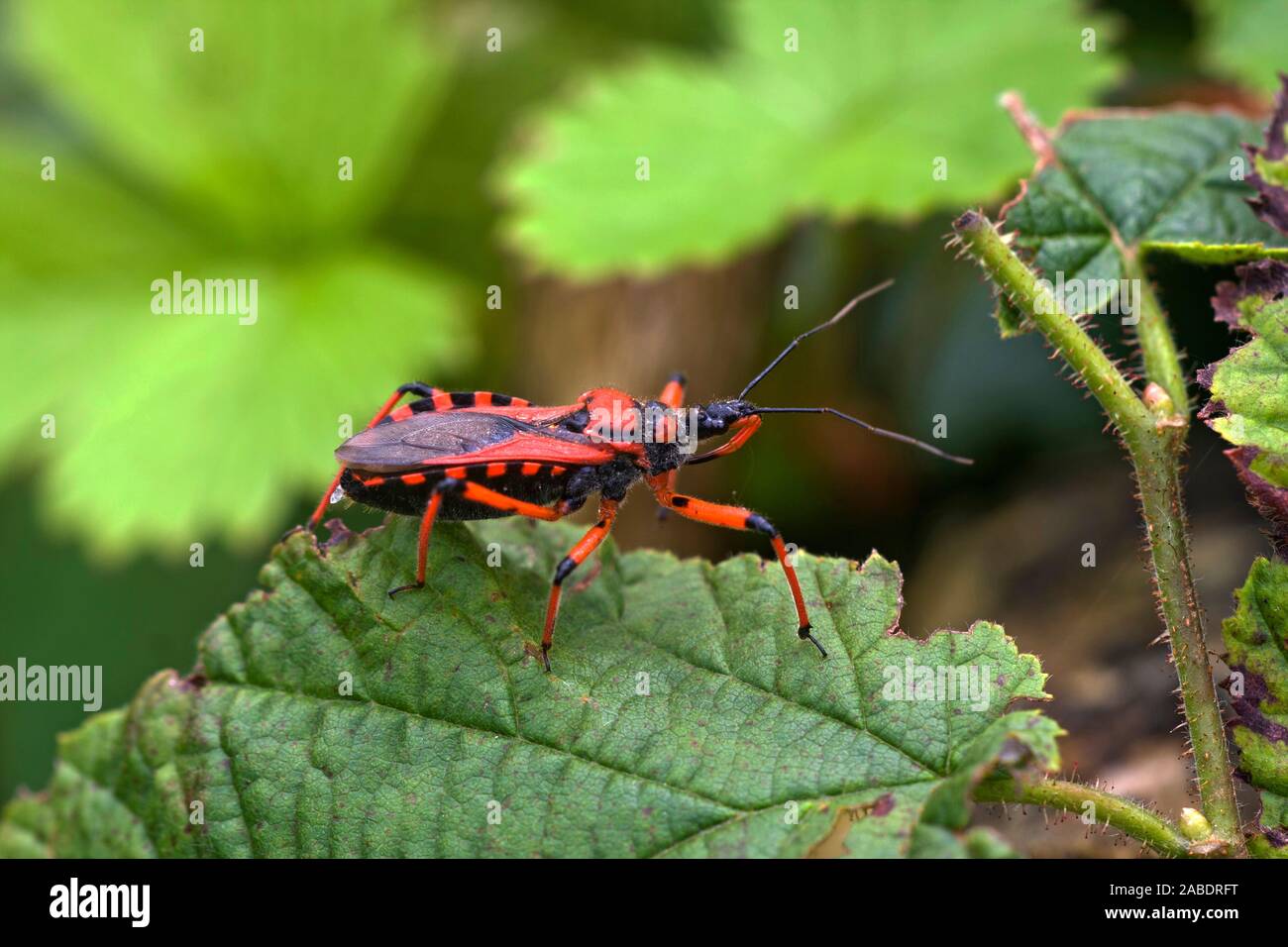 Rote Mordwanze (Rhynocoris iracundus) Stock Photo