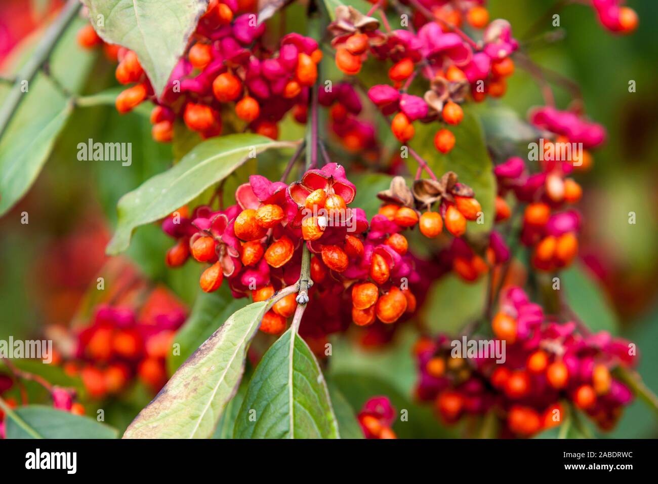 Pfaffenhuetchen hi-res stock photography and images - Alamy