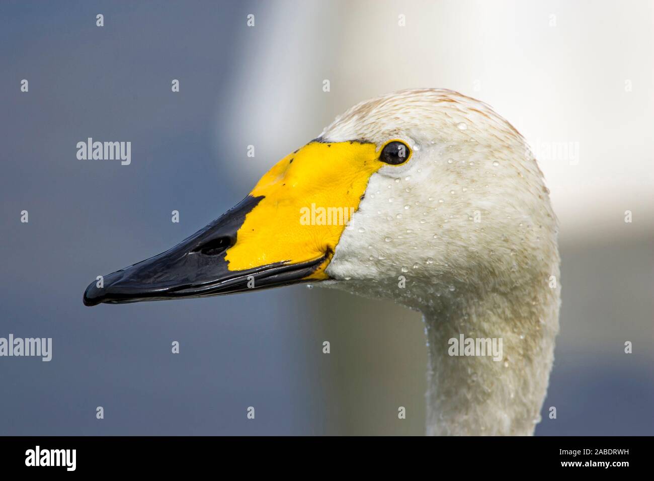 Singschwan (Cygnus cygnus) Stock Photo