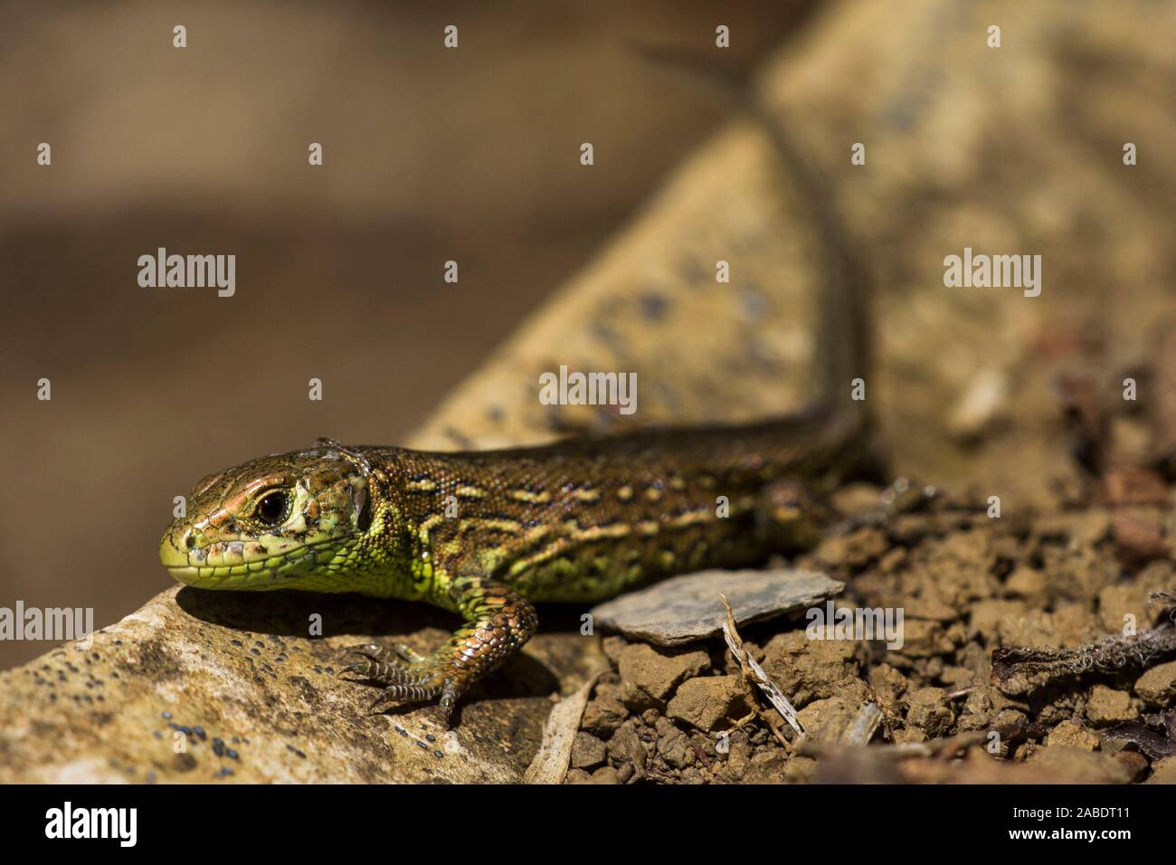 Zauneidechse (Lacerta agilis) Stock Photo