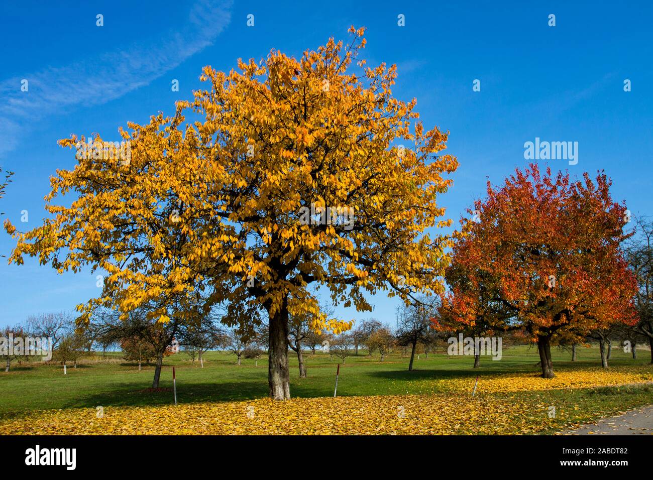 Kirschbäume im Herbst Stock Photo