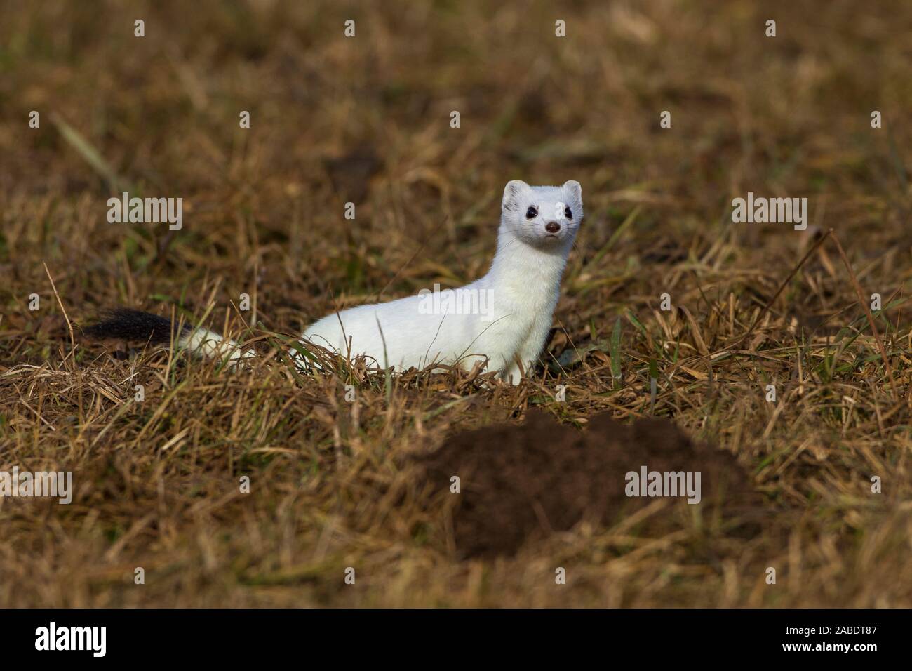 Hermelin (Mustela erminea) im Winterfell Stock Photo Alamy