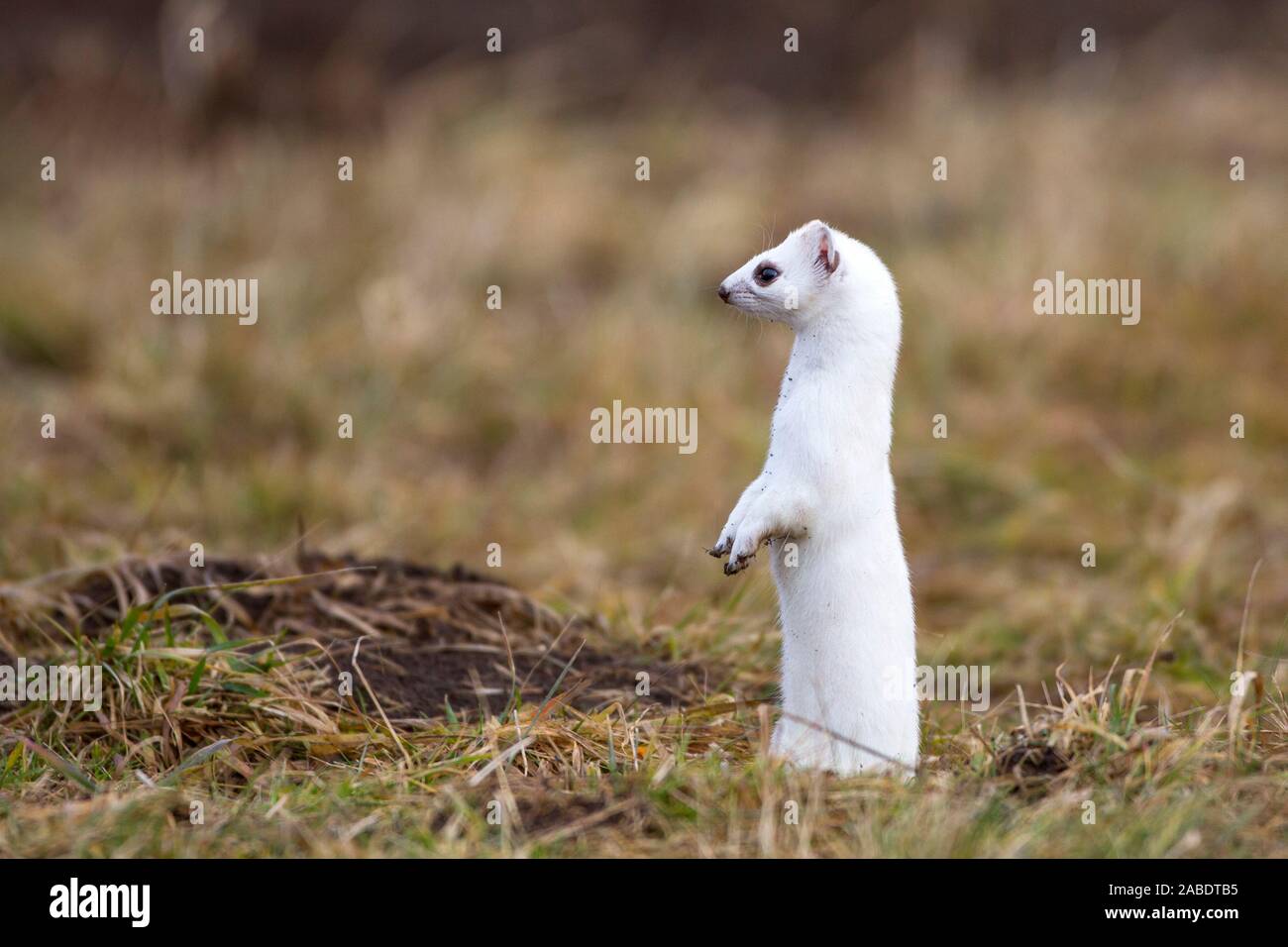 Hermelin (Mustela erminea) im Winterfell Stock Photo Alamy