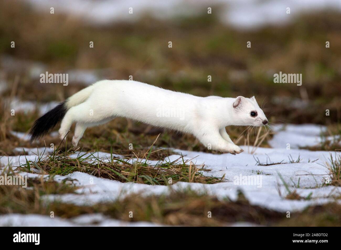 Hermelin (Mustela erminea) im Winterfell Stock Photo Alamy