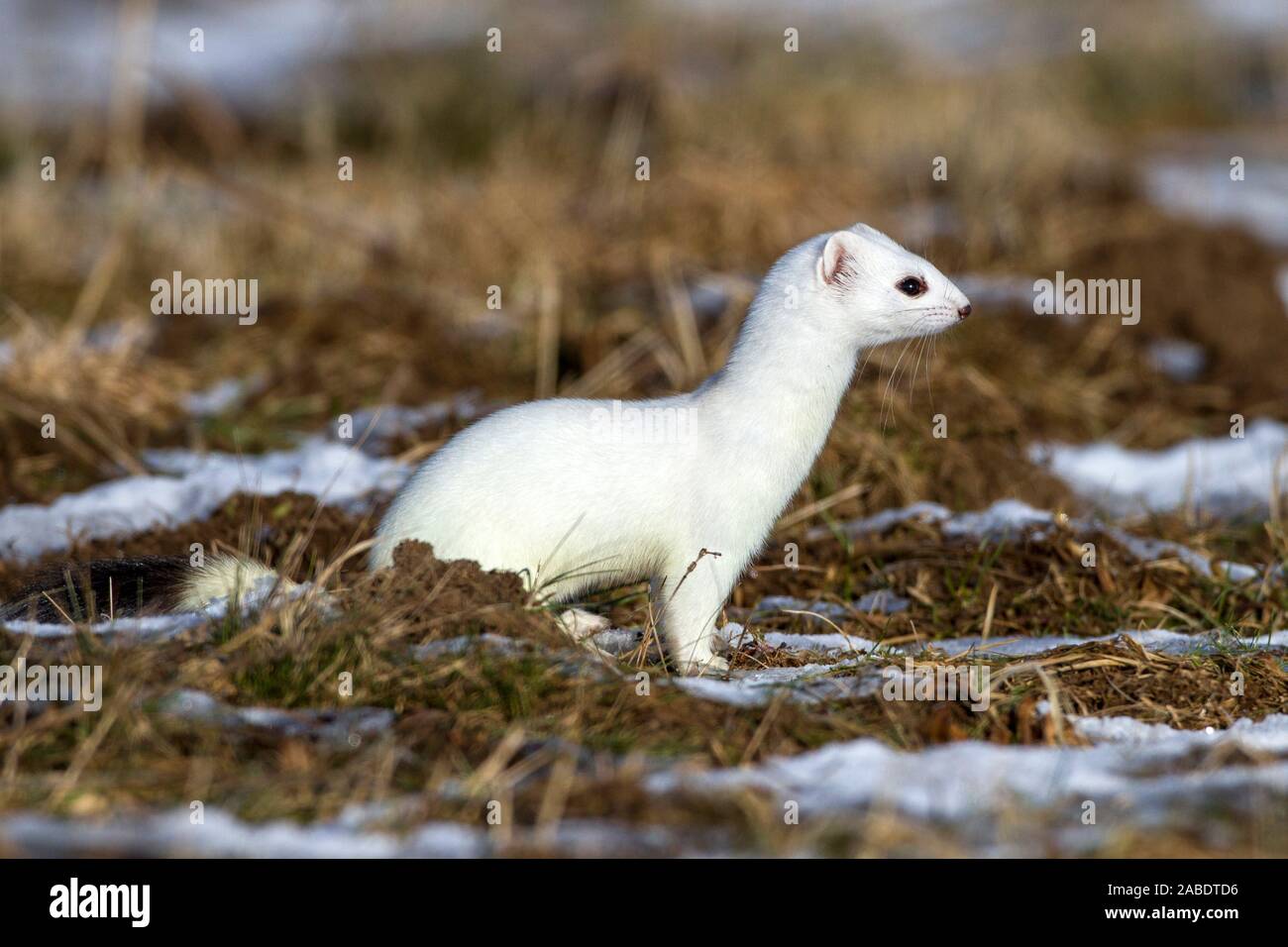 hermelin-mustela-erminea-im-winterfell-stock-photo-alamy