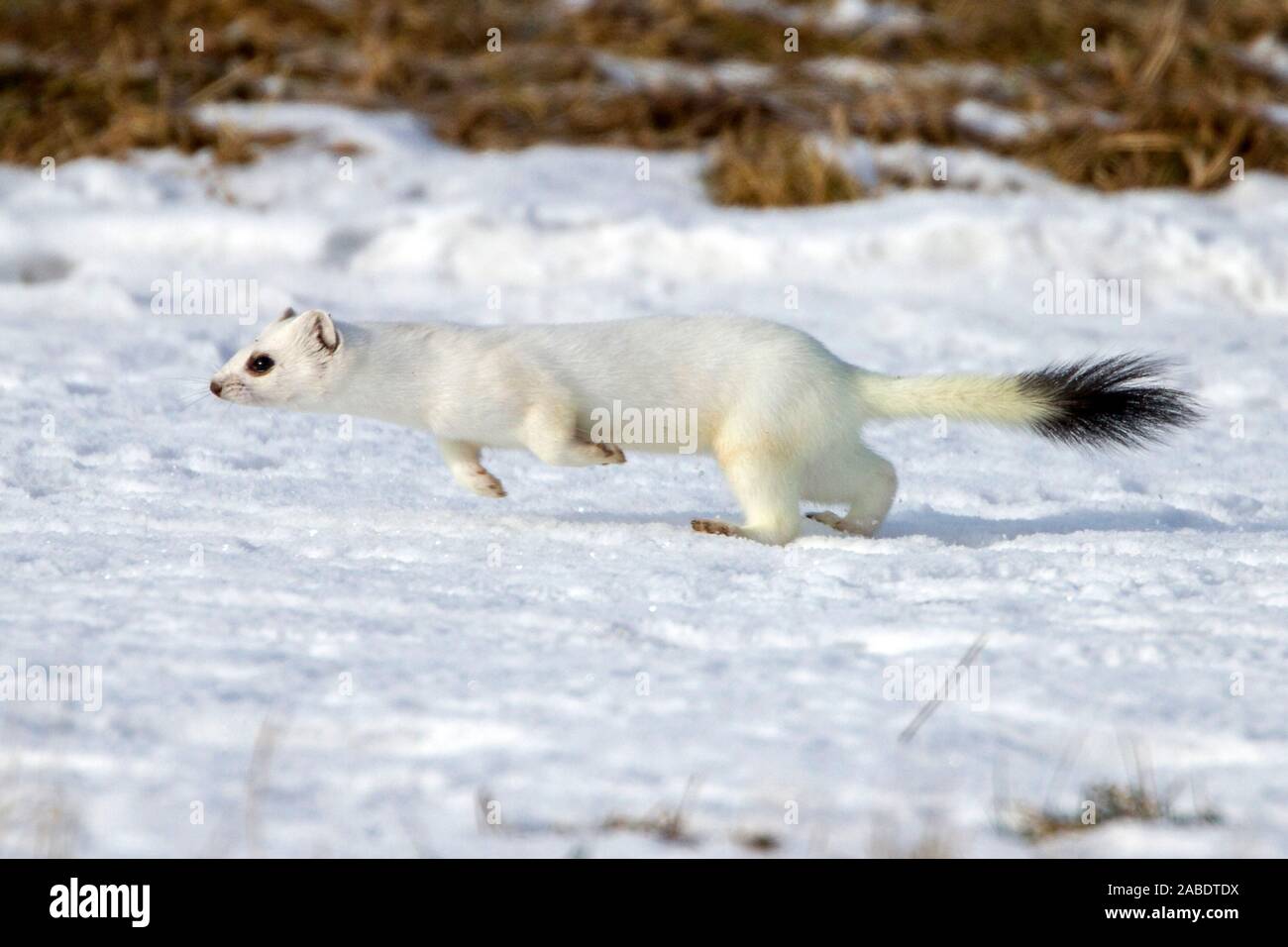 Hermelin (Mustela erminea) im Winterfell Stock Photo Alamy