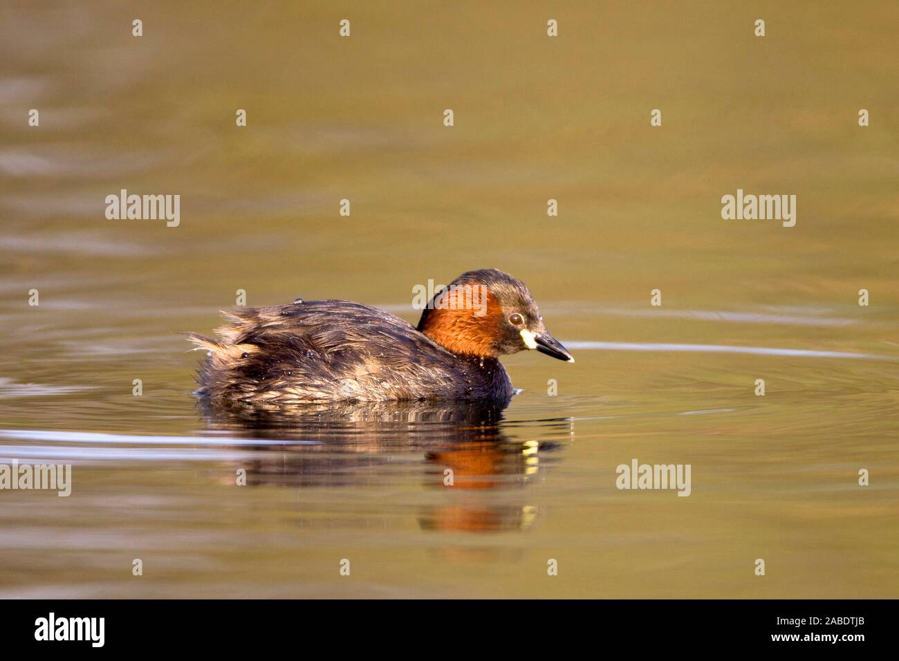 Zwergtaucher (Tachybaptus ruficollis) Stock Photo