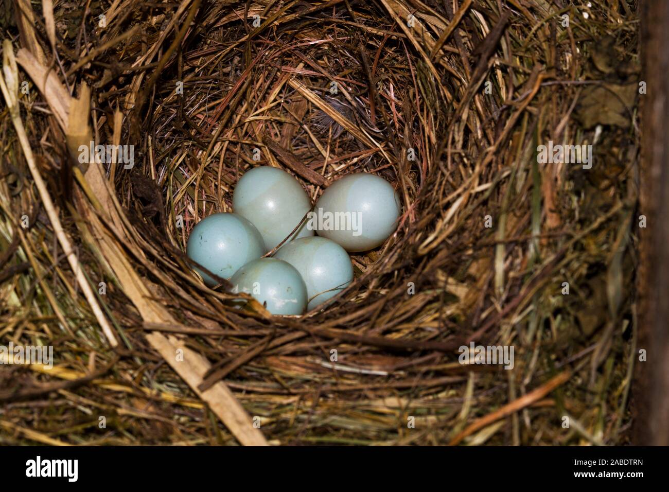 Vogel gelege hi-res stock photography and images - Alamy