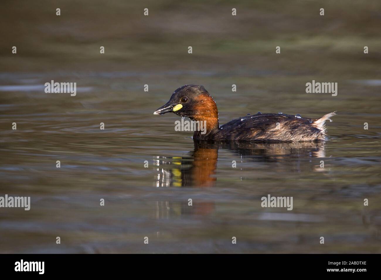 Zwergtaucher (Tachybaptus ruficollis) Stock Photo