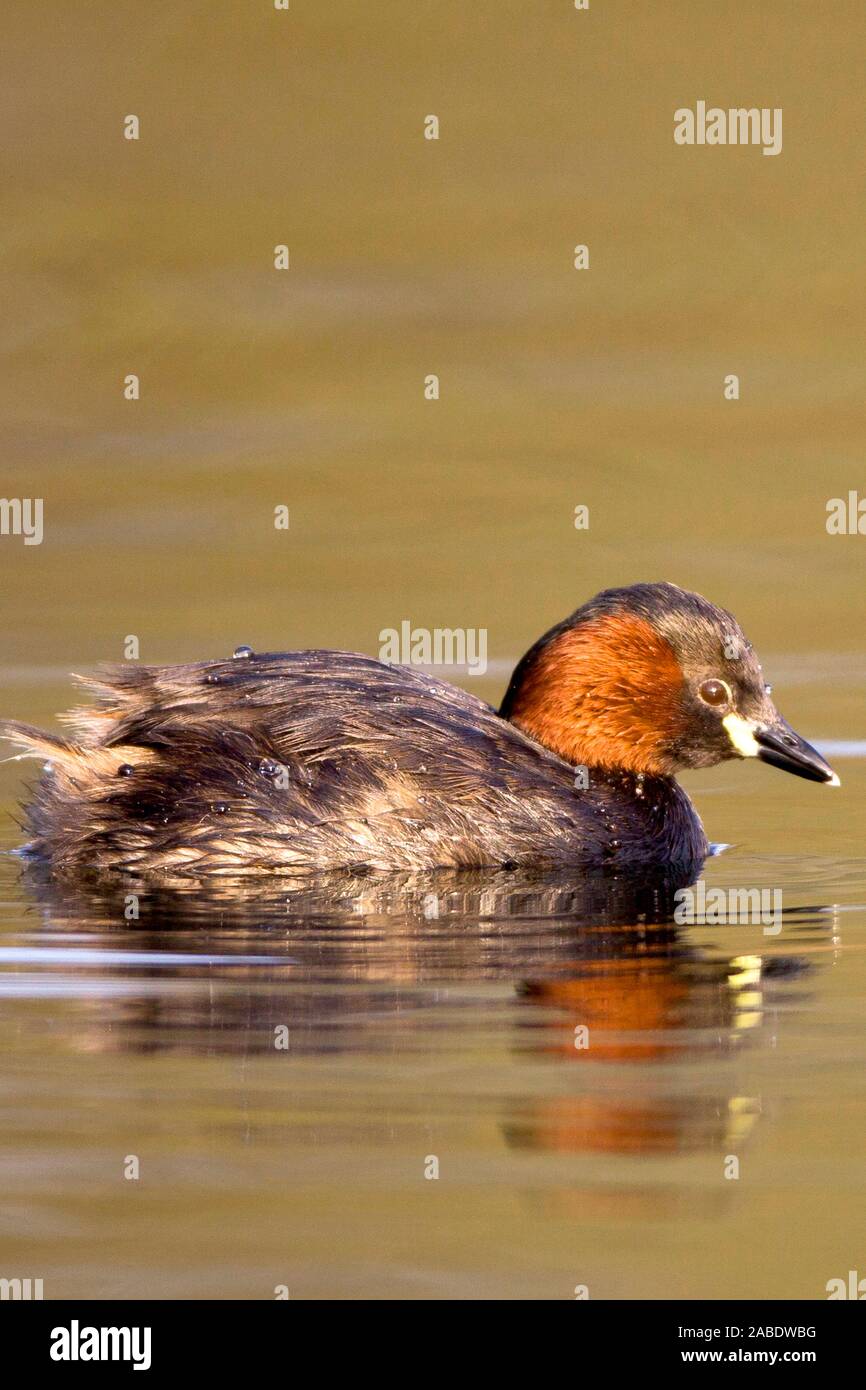 Zwergtaucher (Tachybaptus ruficollis) Stock Photo