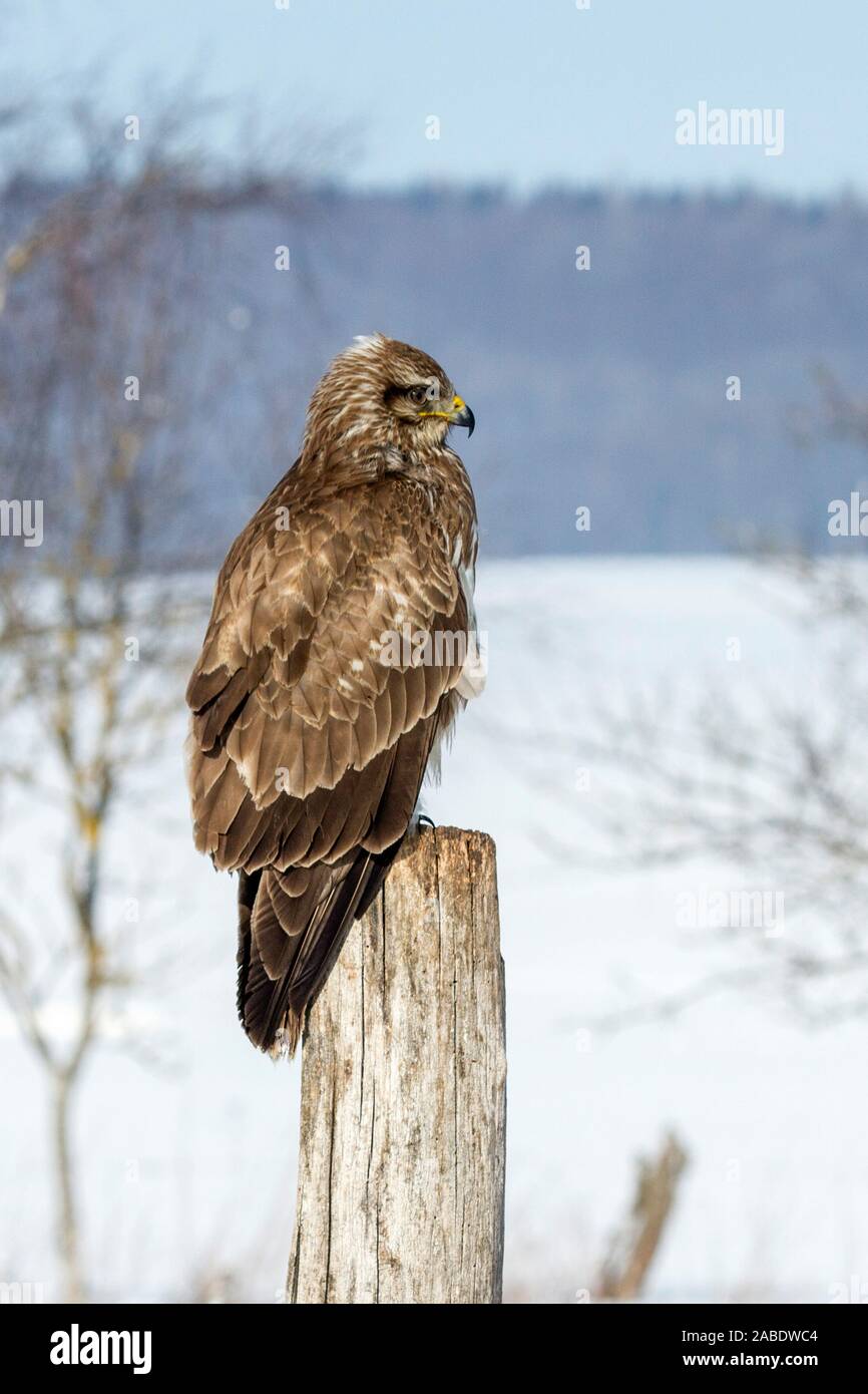 Mäusebussard (Buteo buteo) Stock Photo