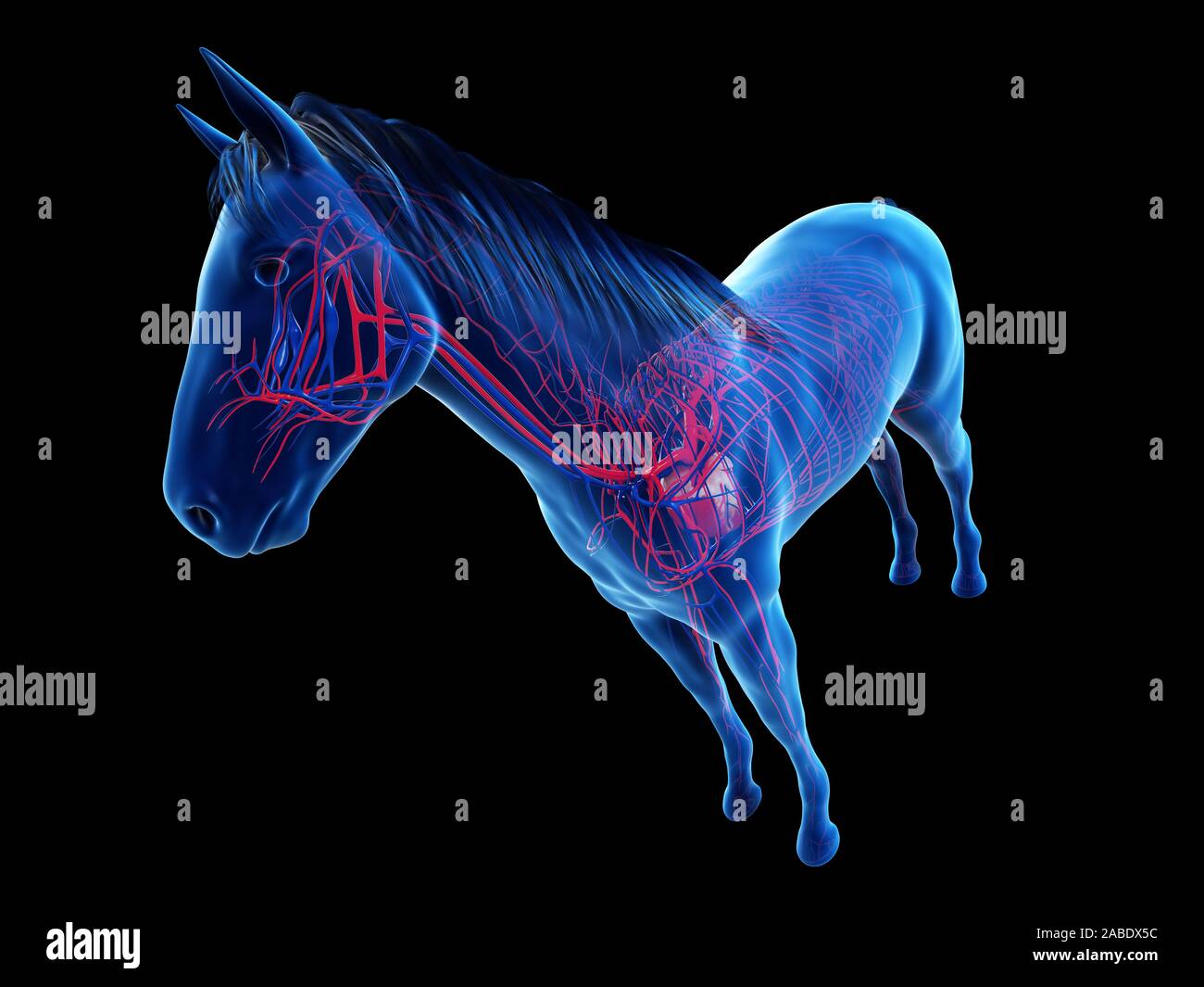 3d rendered anatomy of the equine anatomy  - the vascular system Stock Photo