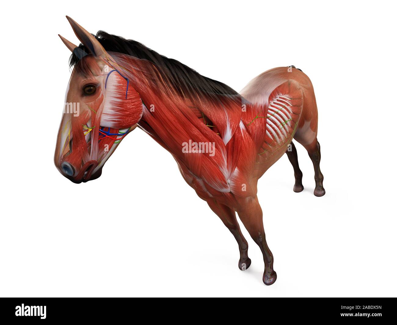 3d rendered anatomy of the equine anatomy Stock Photo Alamy