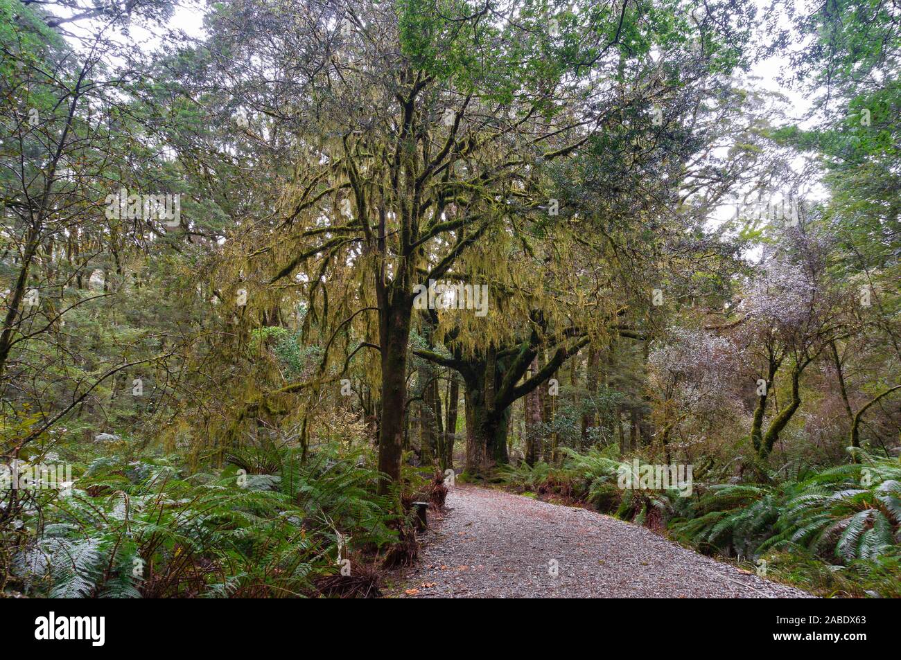 Thin bark totara hires stock photography and images Alamy
