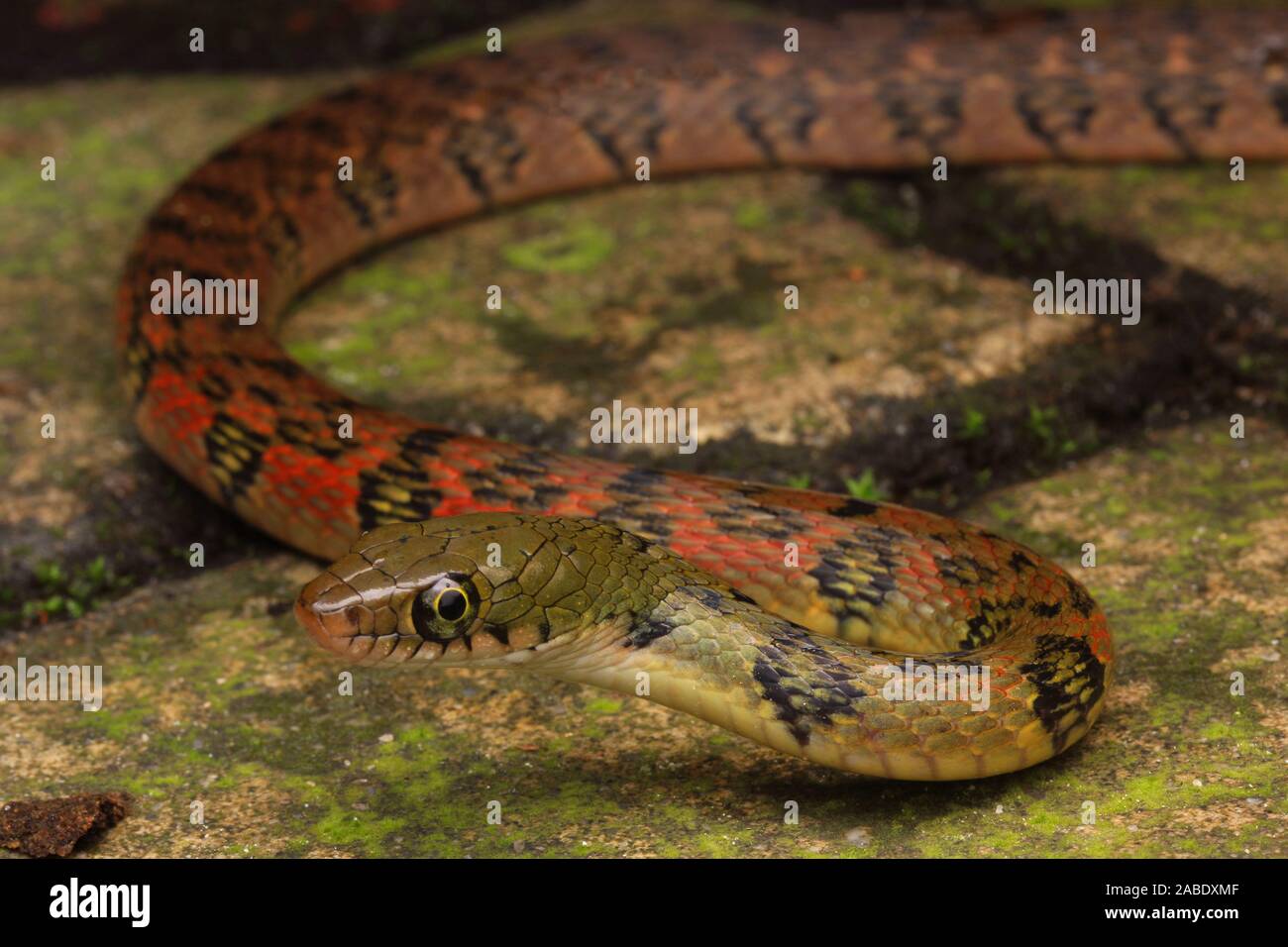 Colorful Triangle Keelback (Xenochrophis trianguligerus Stock Photo Alamy