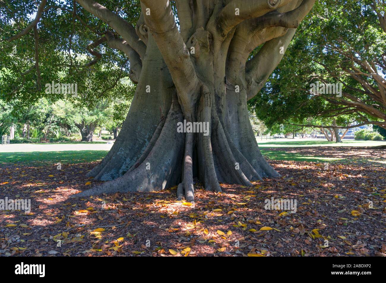 Big eucalyptus tree with folded trunk on sunny day Stock Photo