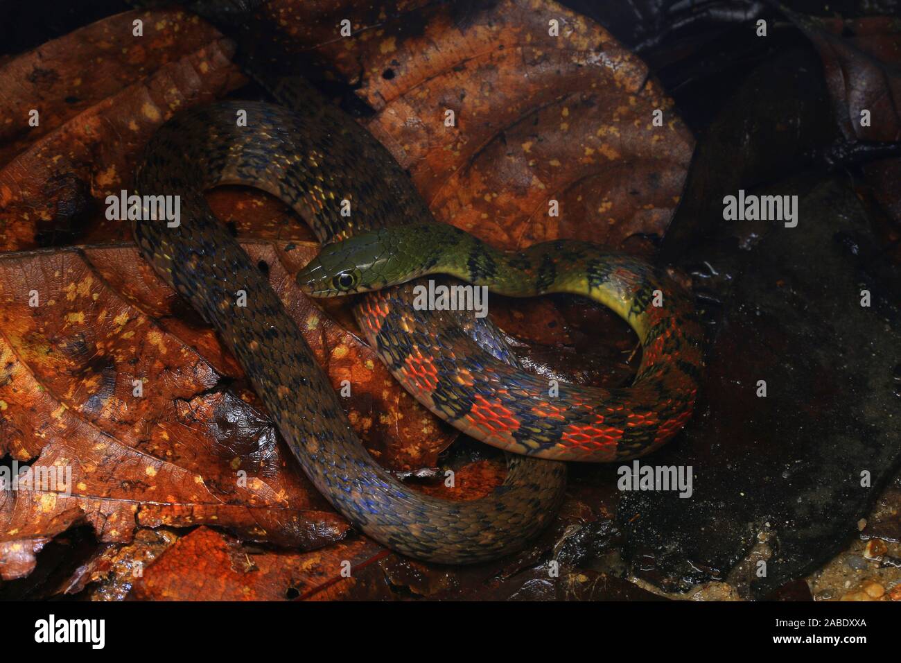 Colorful Triangle Keelback (Xenochrophis trianguligerus Stock Photo Alamy