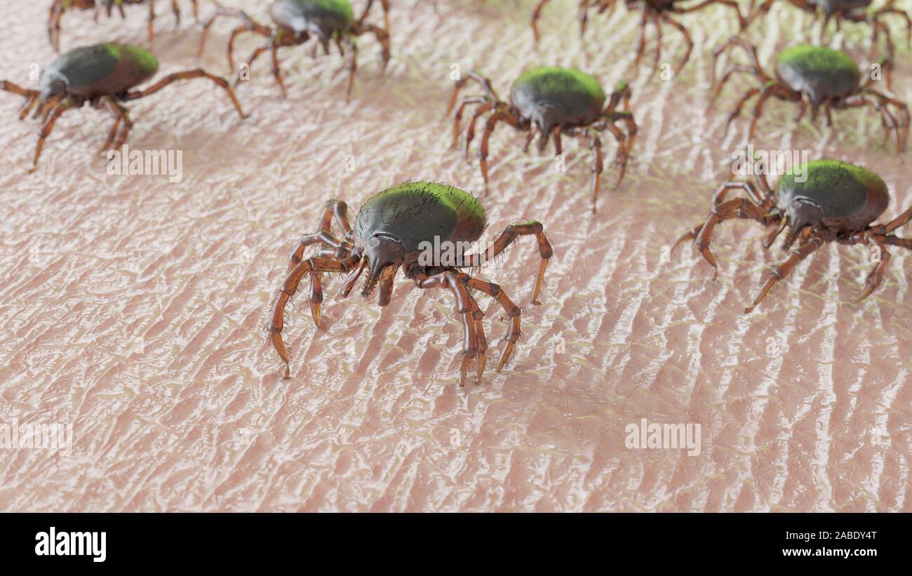 3d rendered illustration of a group of ticks crawling on human skin Stock Photo