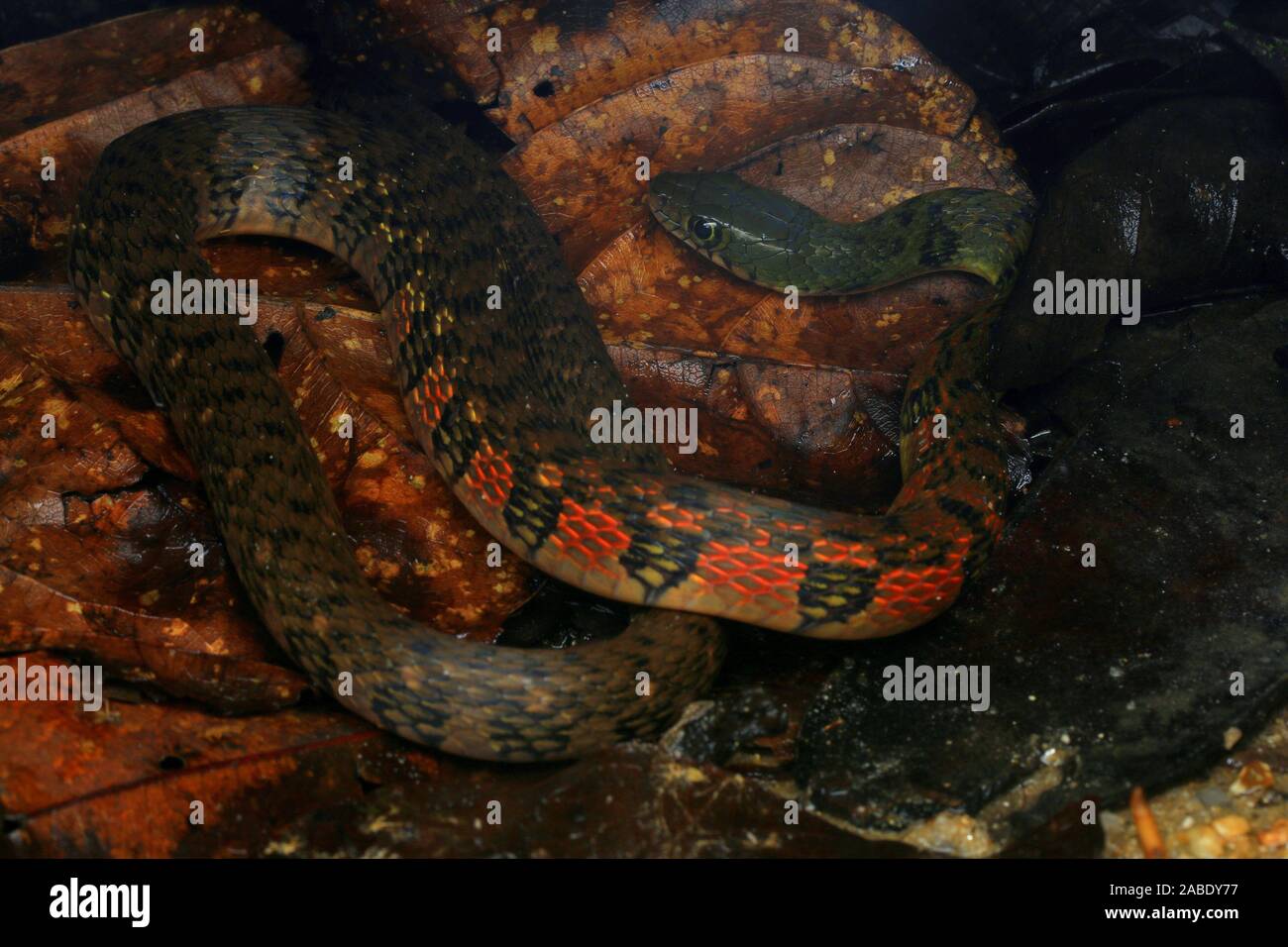 Colorful Triangle Keelback (Xenochrophis trianguligerus Stock Photo Alamy