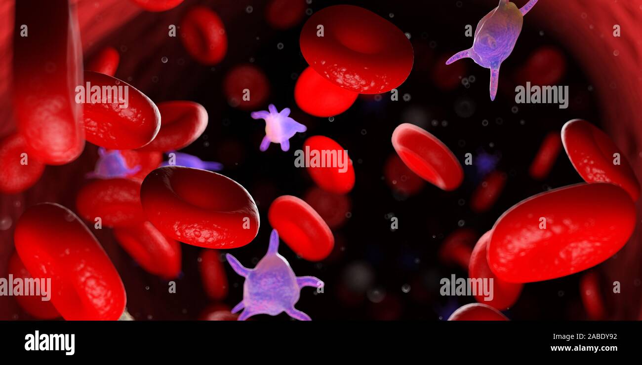 Blood Reference Image 3d rendered medically accurate illustration of the human blood Stock ...