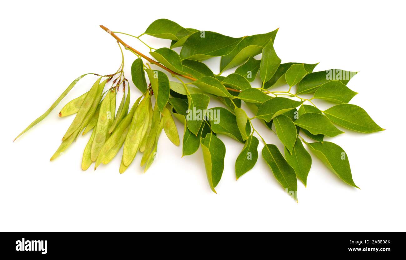 Dalbergia or Rosewood sheesham. Plant with seed. Isolated on white background Stock Photo