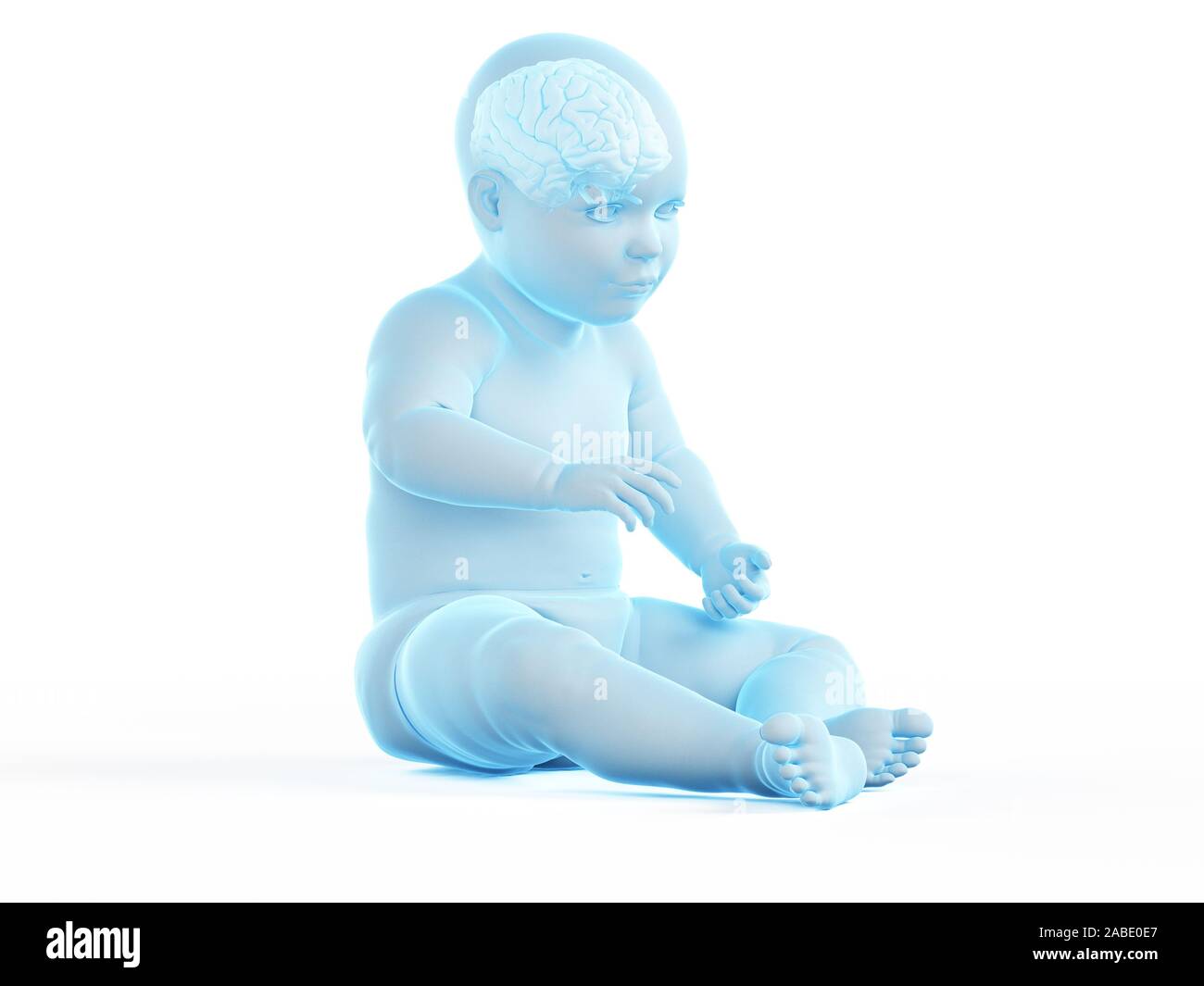 Brain anatomy infant hi-res stock photography and images - Alamy