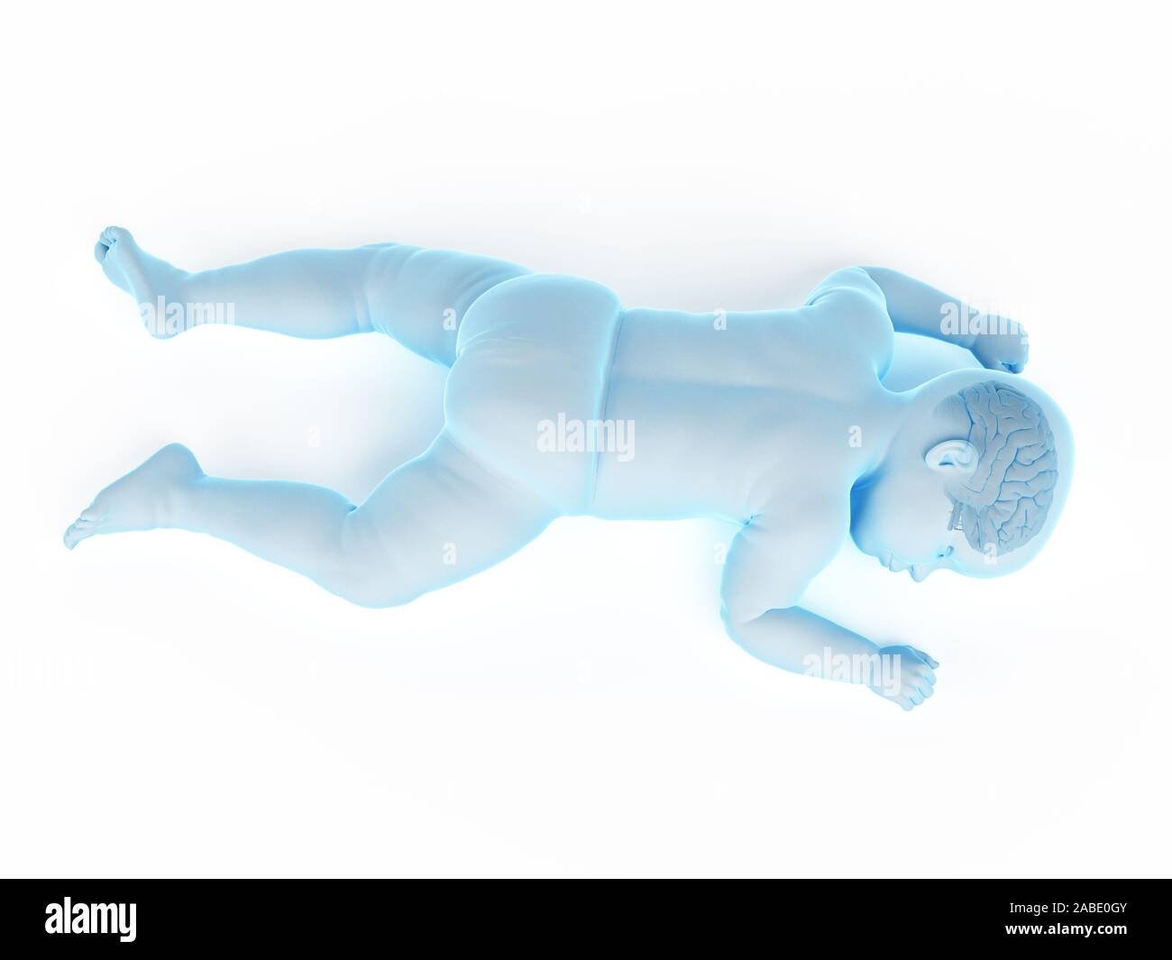 3d rendered medically accurate illustration of the brain of a baby ...