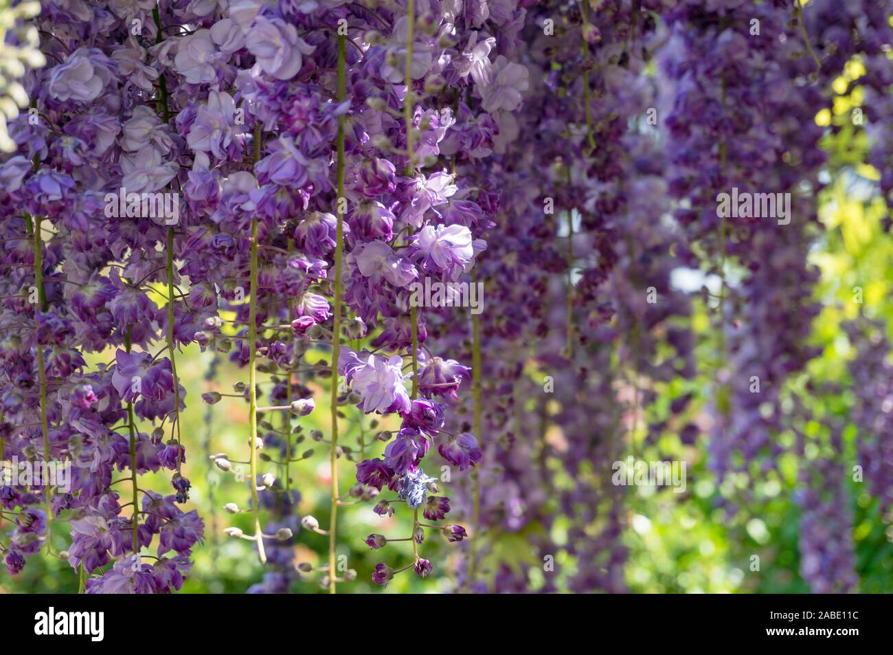 Hanging purple tropical flowers hi-res stock photography and images - Alamy