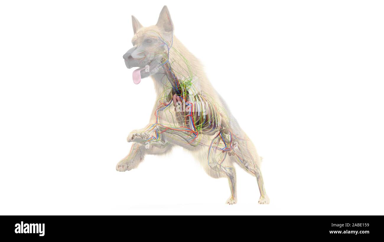 3d rendered medically accurate illustration of a dogs internal anatomy