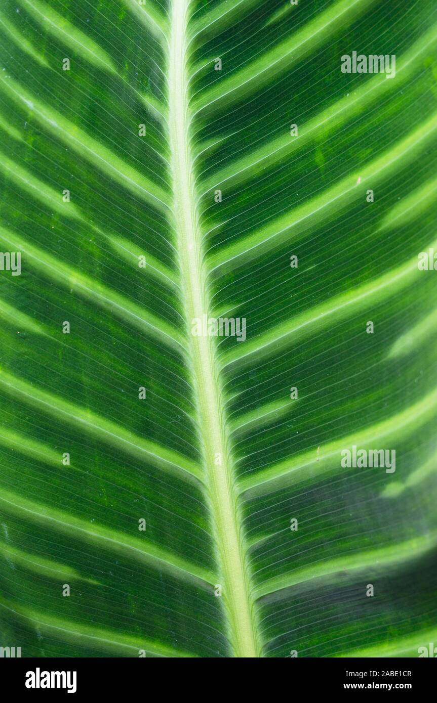 Green tropical leaf close up. Nature background, organic texture Stock Photo