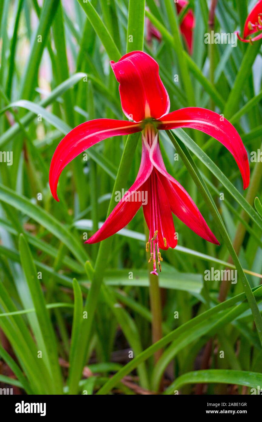 Blooming Jacobean lily, amarilis flower nature background Stock Photo