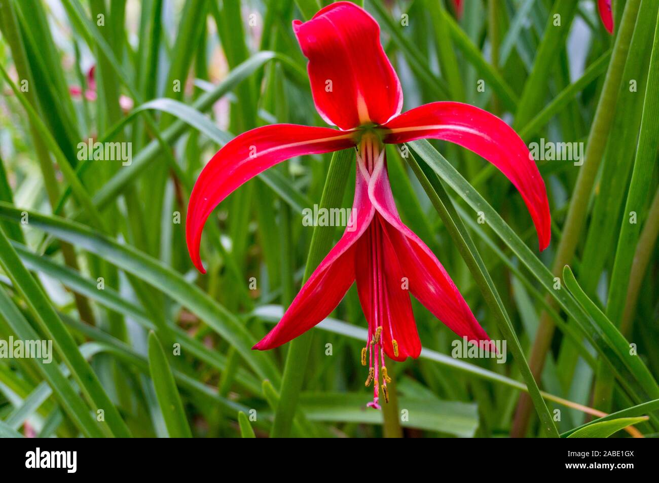 Jacobean lily, amaryllis flower in full bloom, nature background Stock Photo