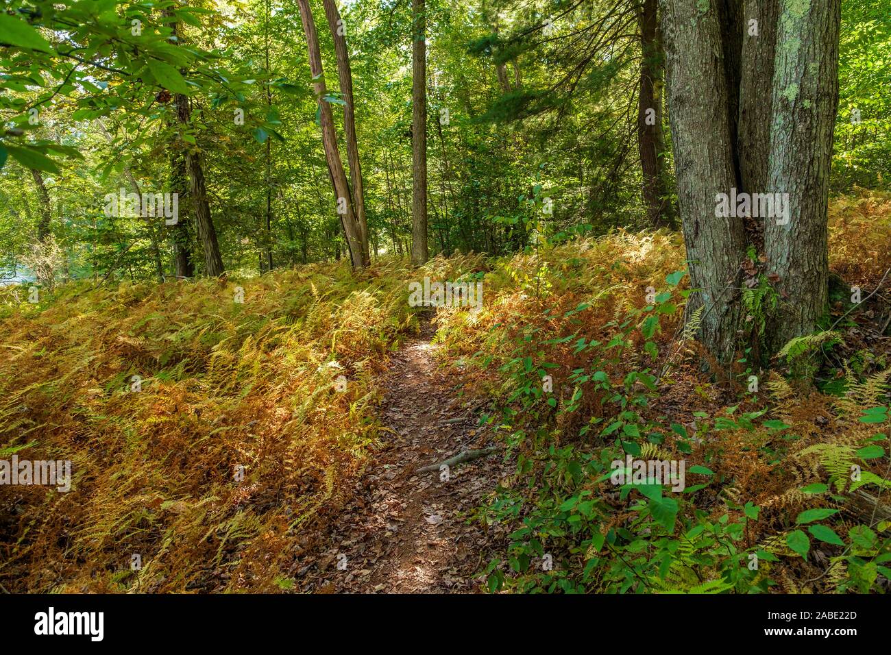 Sunny fall nature hiking trail deep in the forest Stock Photo - Alamy