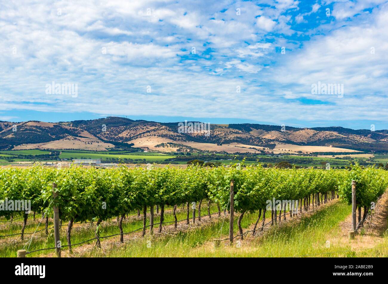 Beautiful landscape of rows of grape vine plants in a vineyard with