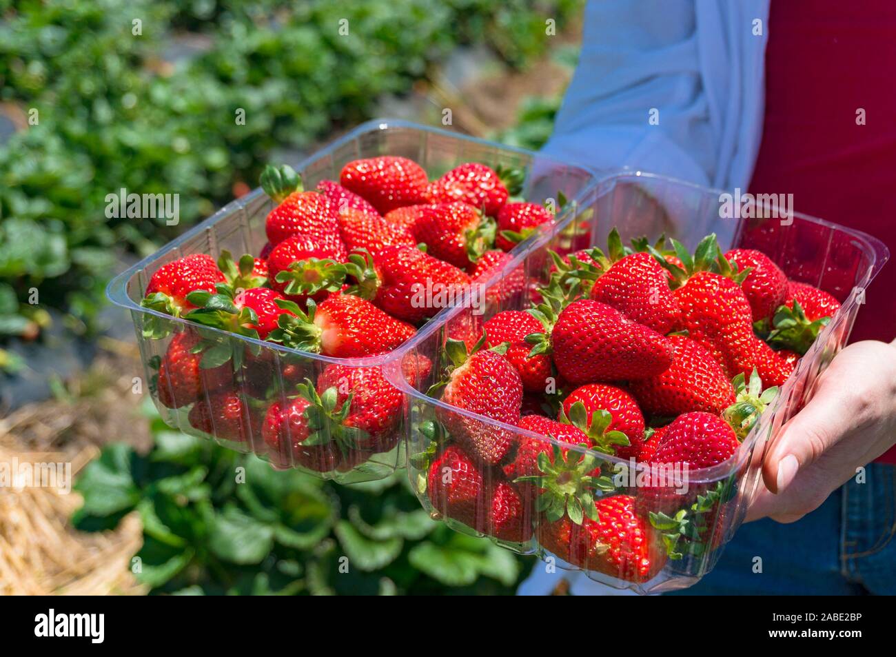 Person holding two punnets of freshly picked strawberries on a farm ...