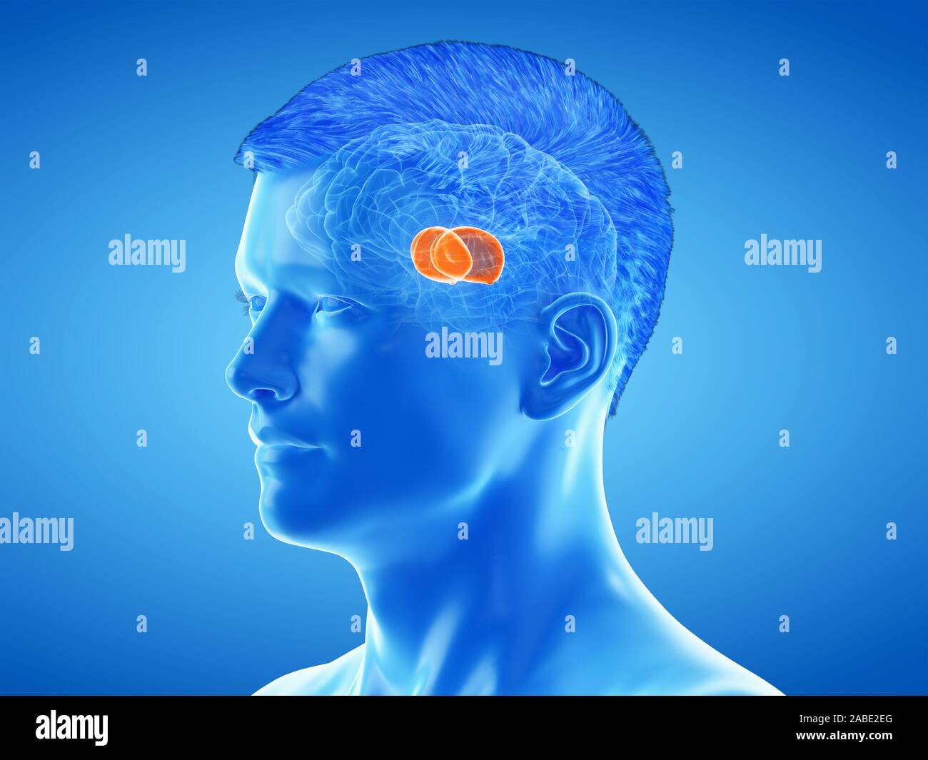 3d rendered medically accurate illustration of the brain anatomy - the thalamus Stock Photo