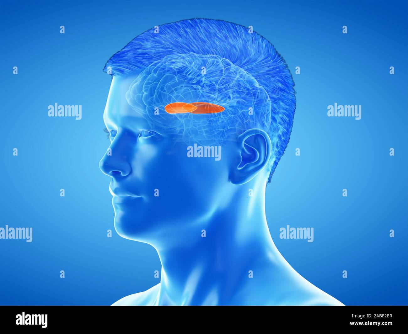 3d rendered medically accurate illustration of the brain anatomy - the lateral globus padillus Stock Photo