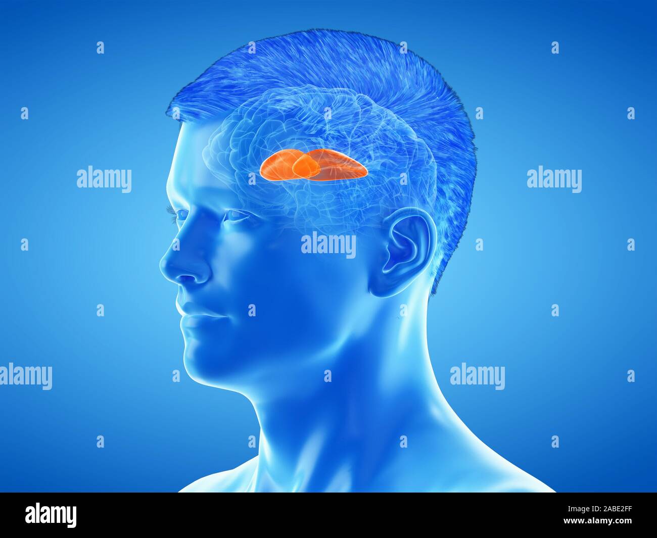 3d rendered medically accurate illustration of the brain anatomy - the putamen Stock Photo