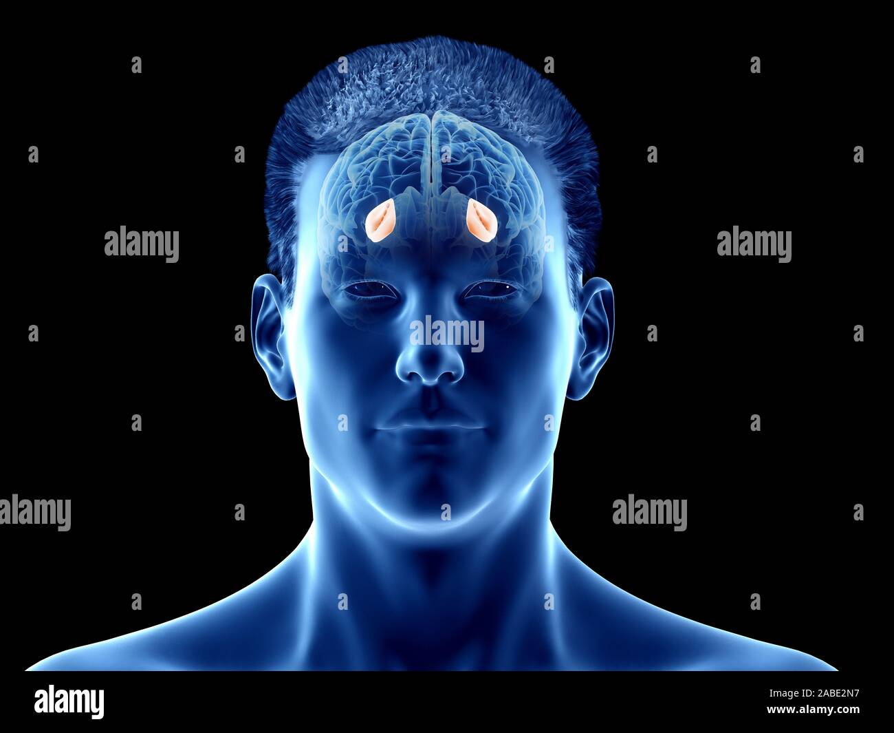 3d rendered medically accurate illustration of the brain anatomy - the putamen Stock Photo