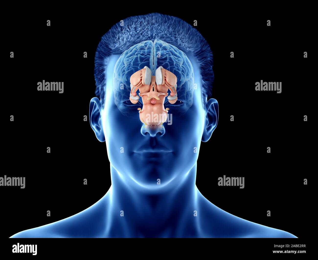 3d rendered medically accurate illustration of the brain anatomy - the ...