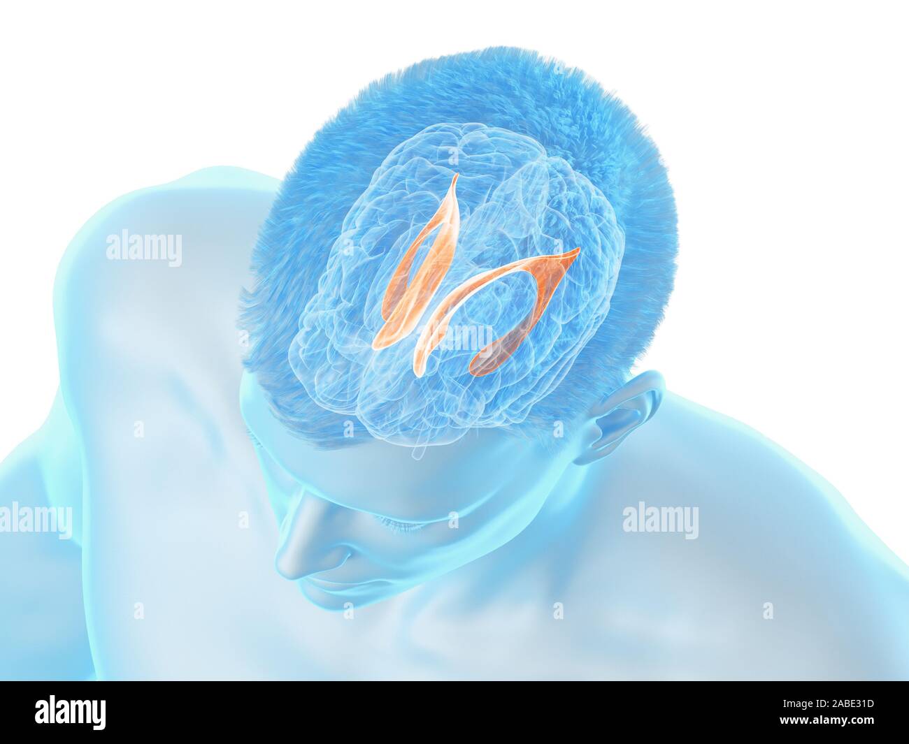 3d rendered medically accurate illustration of the brain anatomy - the lateral ventricle Stock Photo