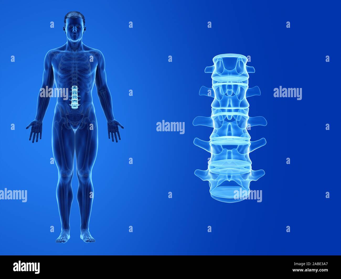 Human lumbar spine hi-res stock photography and images - Alamy